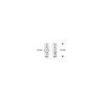 Ohrstecker Zirkonia 7,5 mm Silber rhodiniert