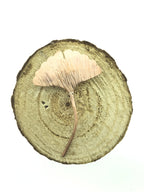 Ginkgo broche koper klein