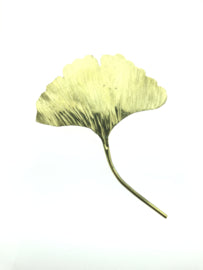 Ginkgo broche groot